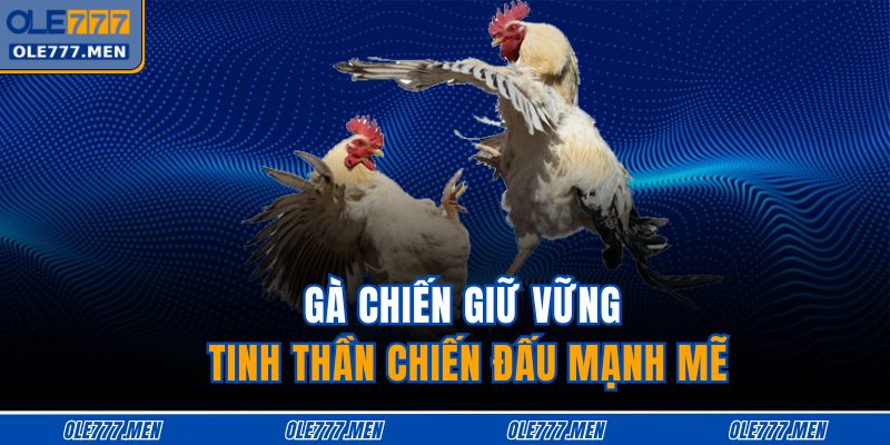 Gà chiến giữ vững tinh thần chiến đấu mạnh mẽ