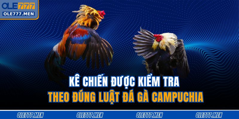 Kê chiến được kiểm tra theo đúng luật đá gà Campuchia