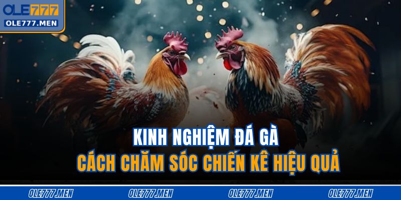 Kinh nghiệm đá gà - Cách chăm sóc chiến kê hiệu quả
