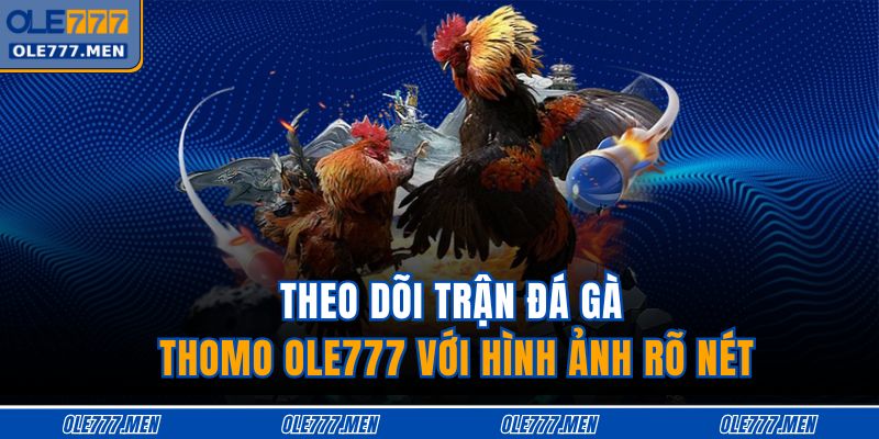 Theo dõi trận đá gà thomo OLE777 với hình ảnh rõ nét