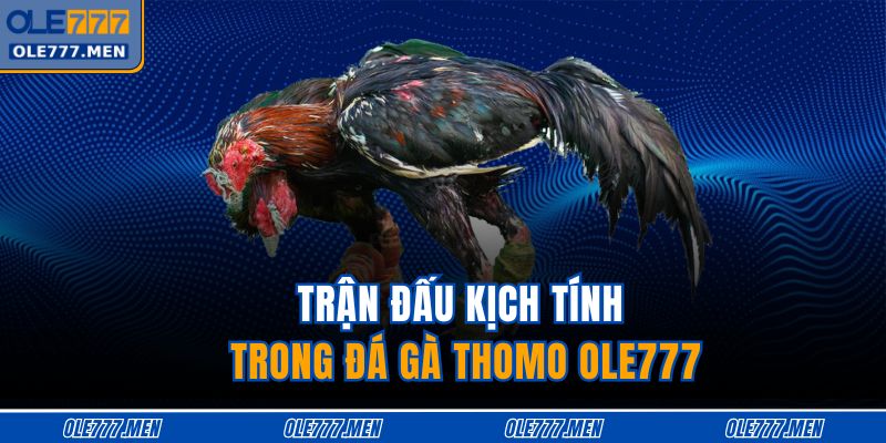 Trận đấu kịch tính trong đá gà thomo OLE777
